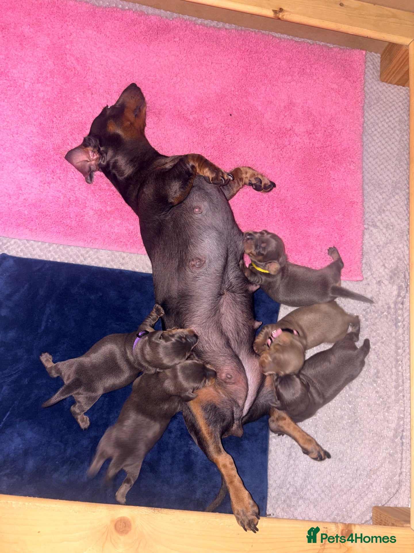 Miniature Dachshund dogs Beautiful blue/isabelle and tan puppies  - Advert 23
