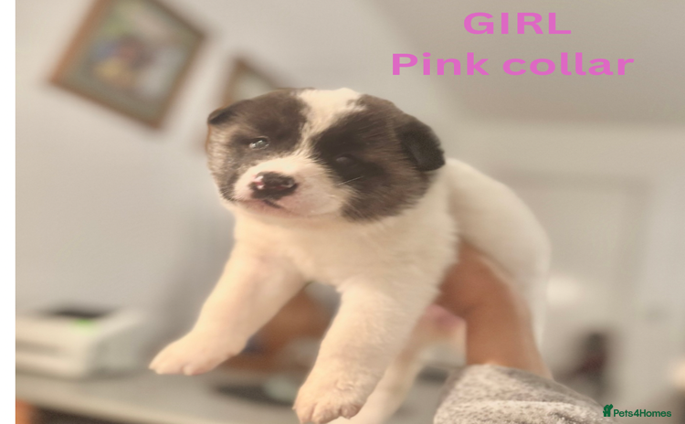 Akita dogs - Advert 14