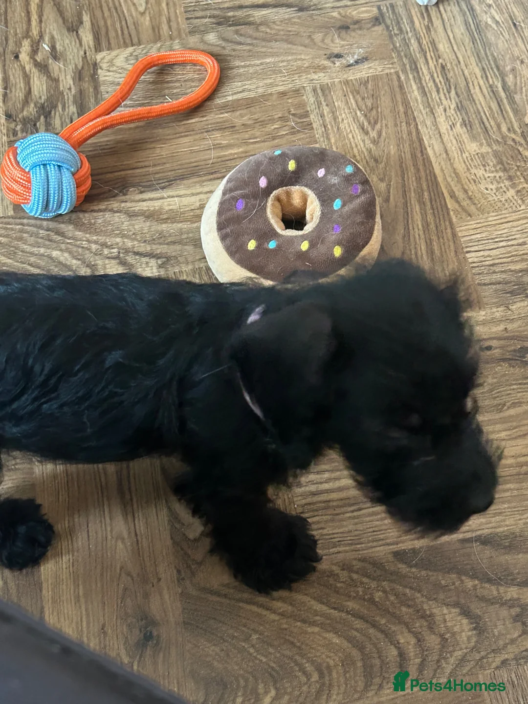 Jackshund dogs for sale: Female Wired Dachshund x Jack Russell - Advert 2