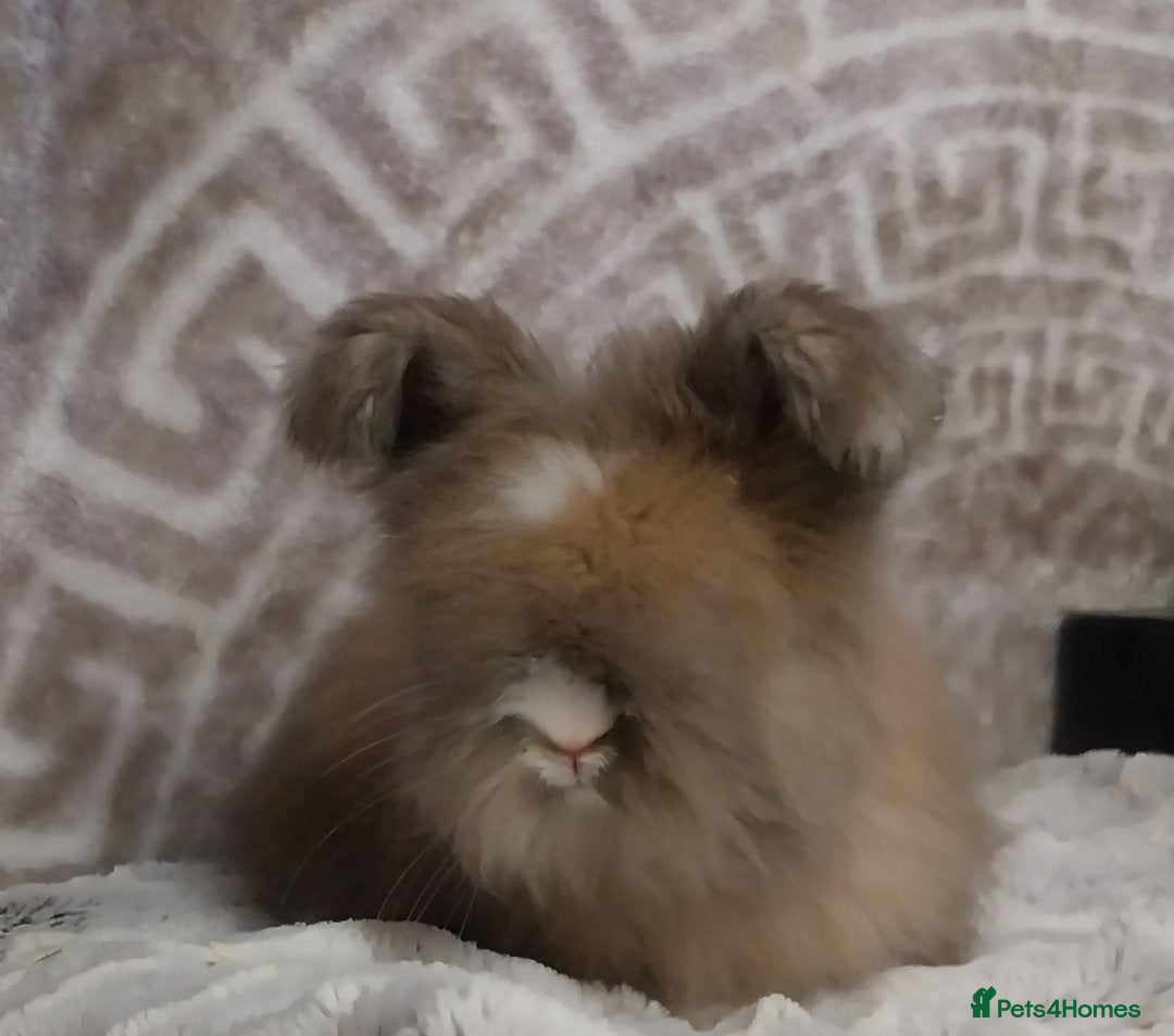 Angora rabbits Beautiful Full faced Boy  - Advert 2