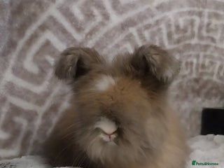 Angora rabbits Beautiful Full faced Boy - Advert 8