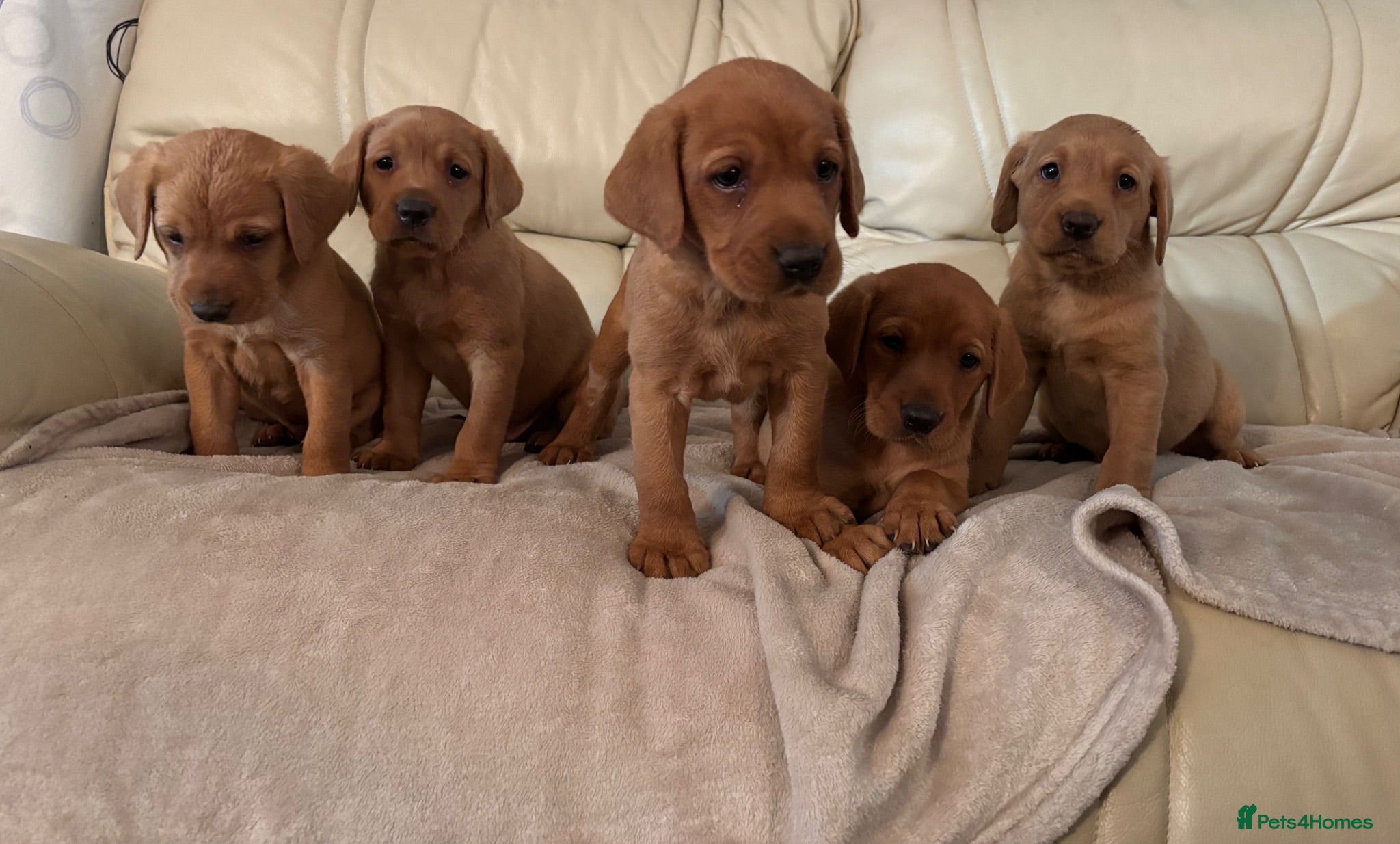 Labrador Retriever dogs 6 Fox Red Labrador Puppies - Advert 1