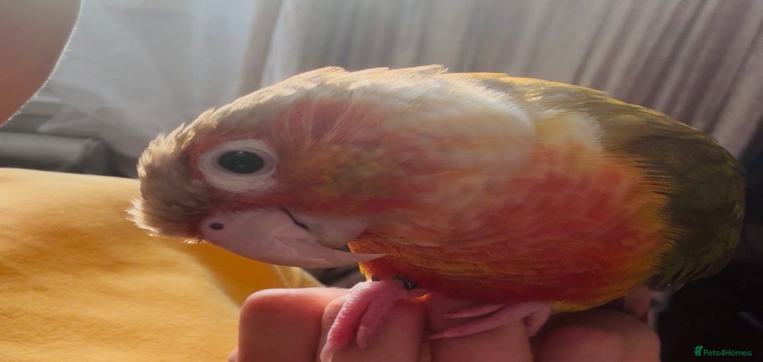 Gallery Image {{count}}