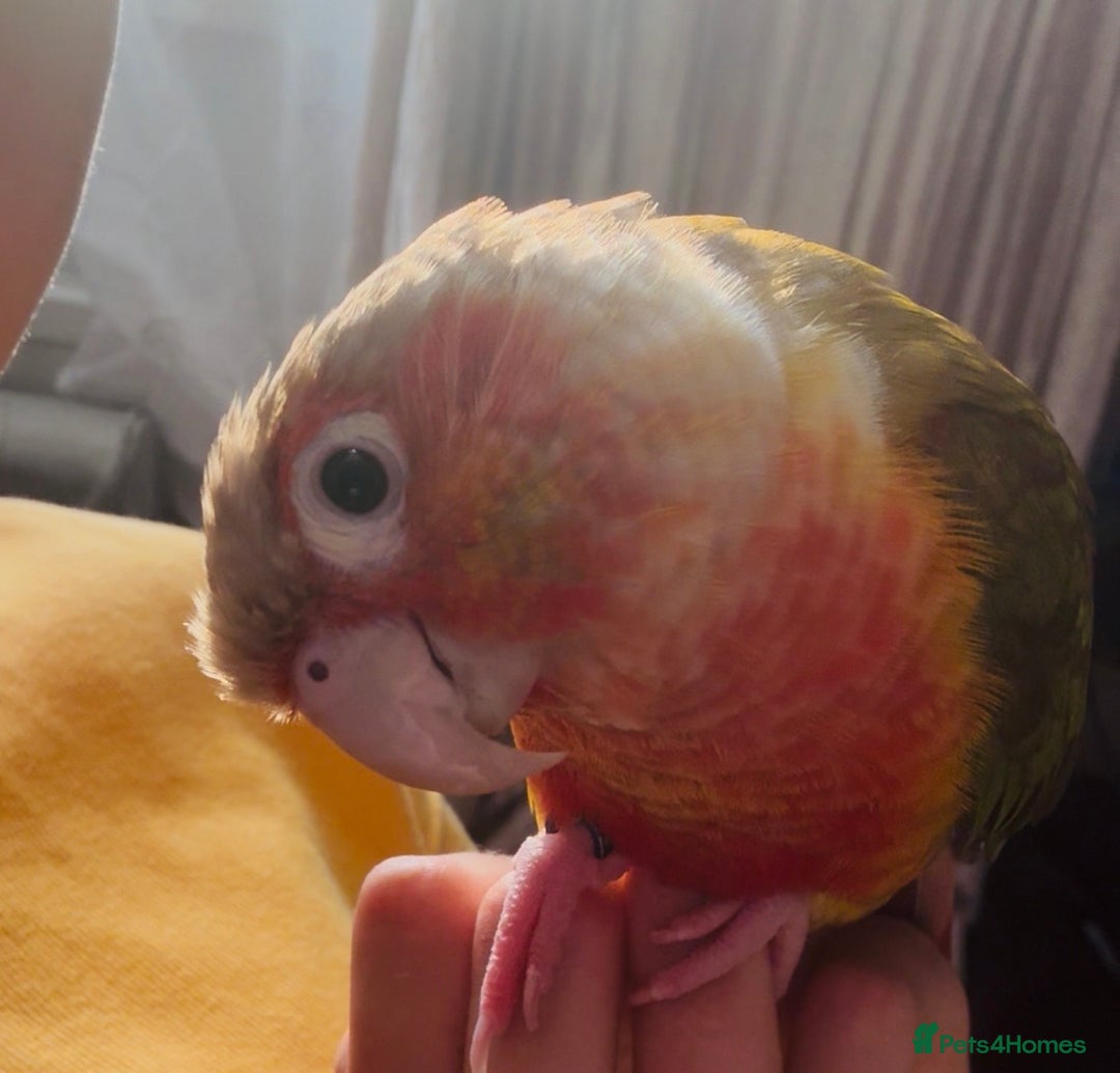 Gallery Image {{count}}