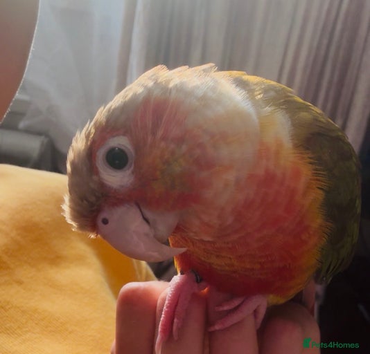 Gallery Image {{count}}