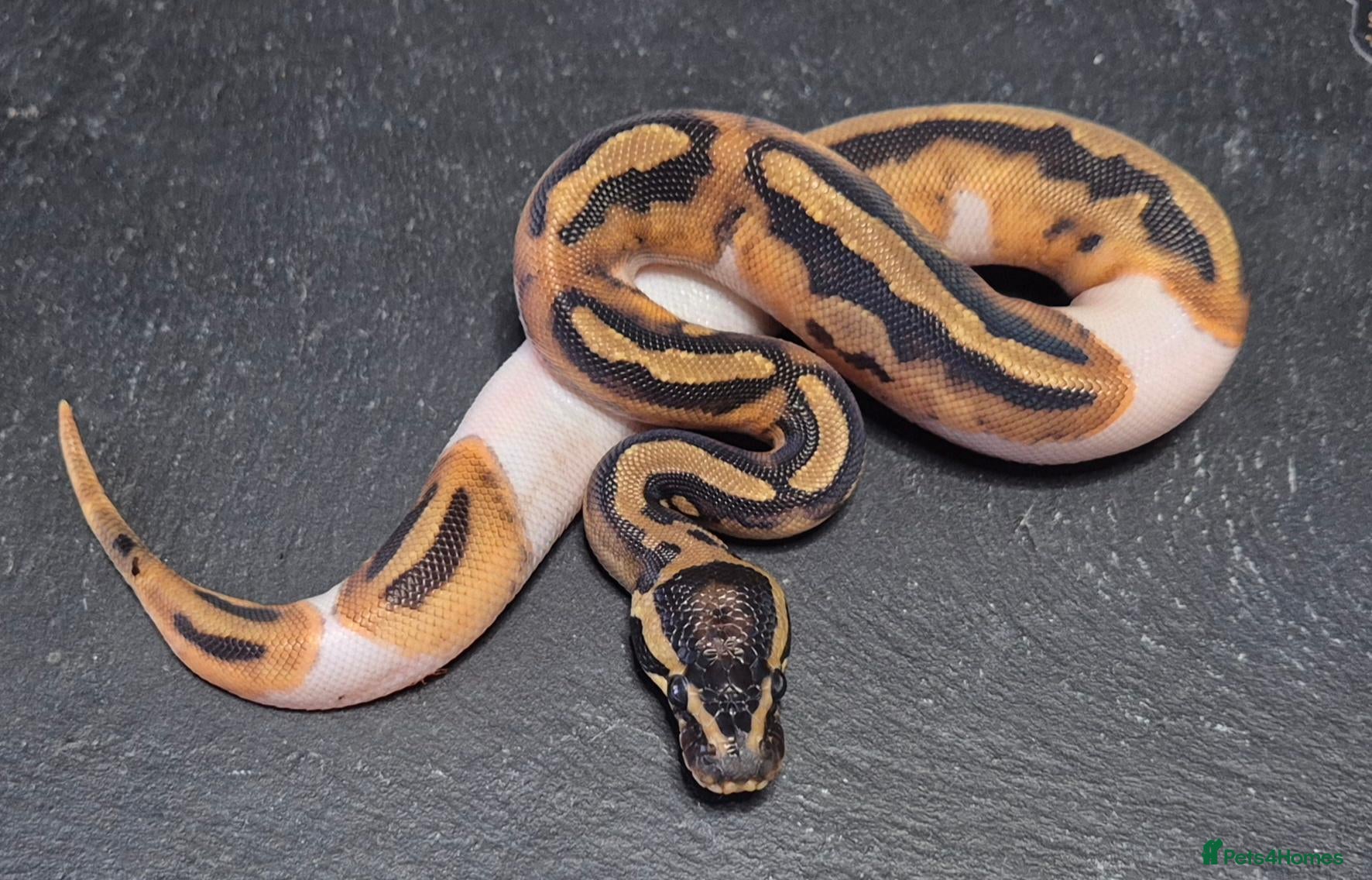 Python Snake reptiles UPDATED Various Ball Python Hatchlings - Advert 9