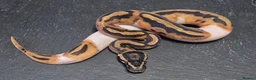 Python Snake reptiles for sale: UPDATED Various Ball Python Hatchlings - Advert 1