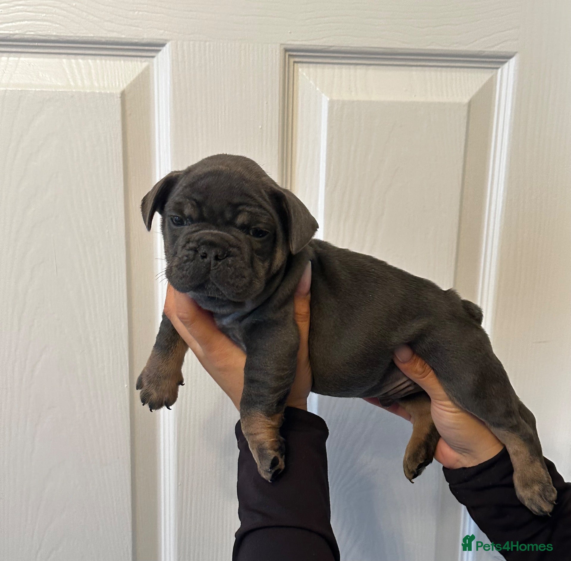 French Bulldog dogs for sale: 🐾💙 BEAUTIFUL FRENCH BULLDOG PUPPIES 💗🐾 - Advert 23