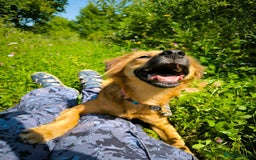 Mixed Breed dogs for adoption: 🐶💖 MIAH 💖🐶 - Image 12