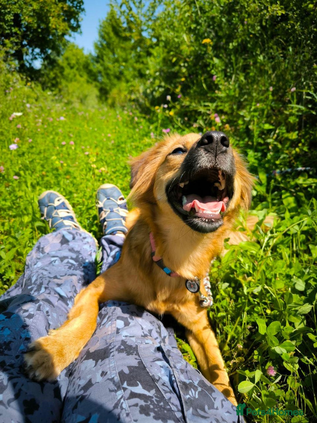 Mixed Breed dogs for adoption: 🐶💖 MIAH 💖🐶 - Image 12