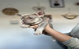 French Bulldog dogs for sale: Frenchbulldog puppies for sale - Image 8