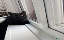 British Shorthair cats for sale: 4 year old BSH Fudge- sold as a pair - Image 1