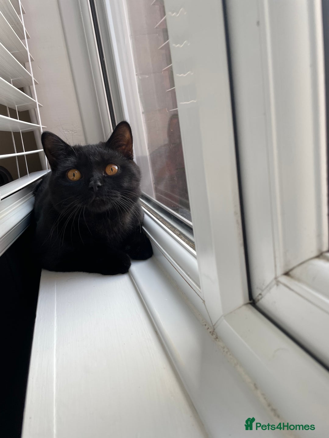 British Shorthair cats for sale: 4 year old BSH Fudge- sold as a pair - Image 1