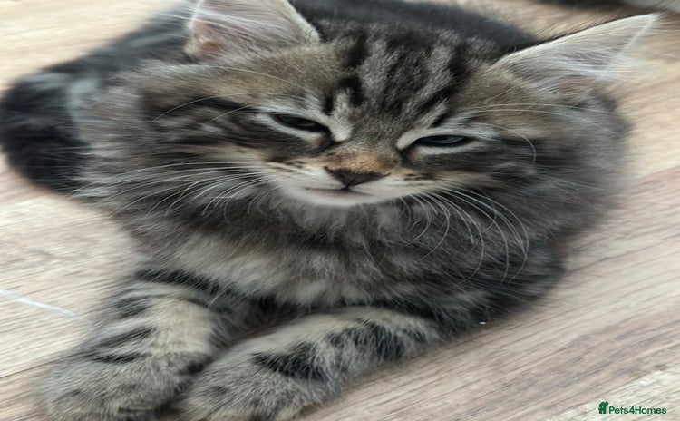 Maine Coon cats - Advert 10
