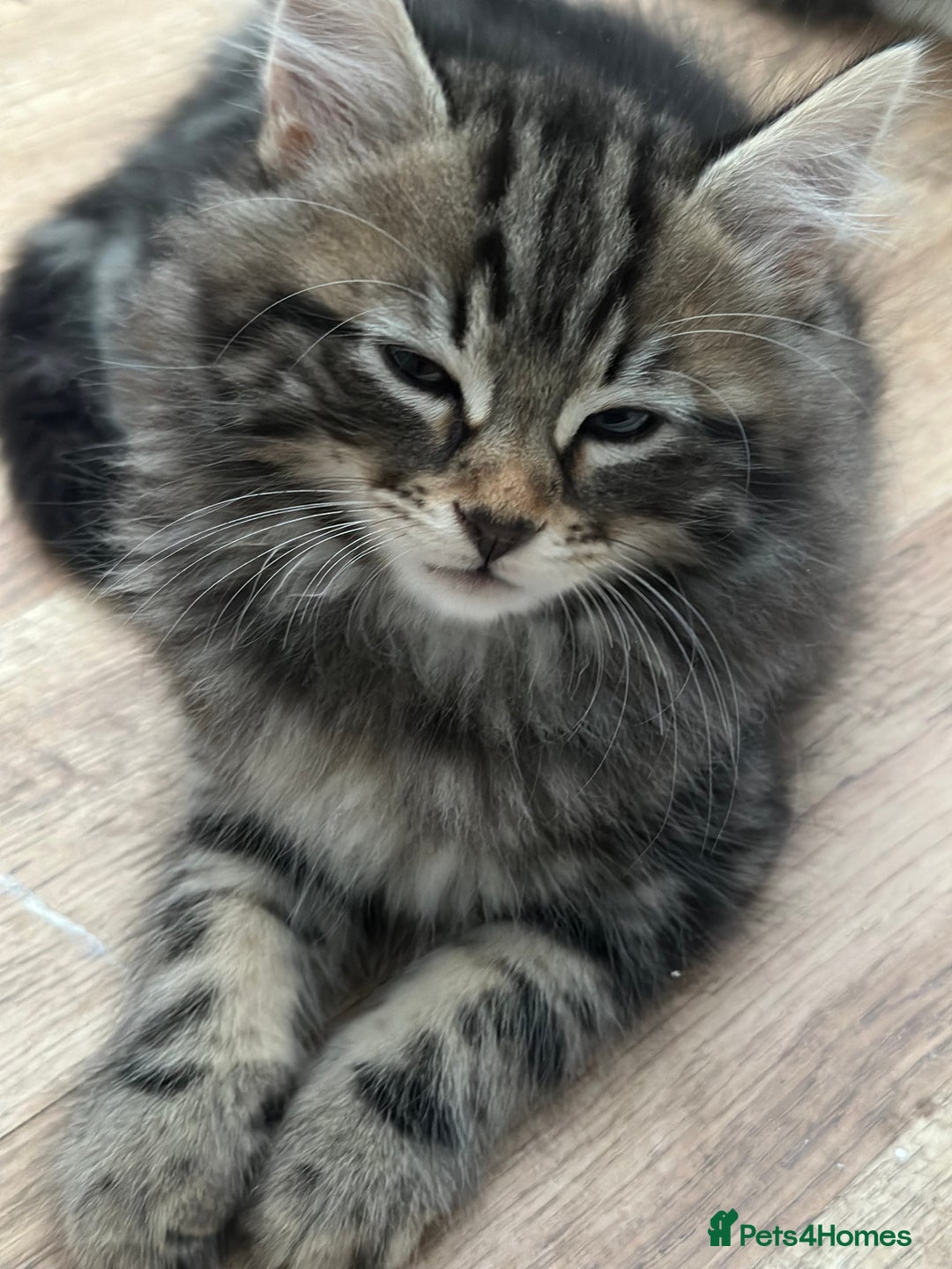 Maine Coon cats for sale: 8 weeks old 4 male 1 female ready to go new homes  - Image 6