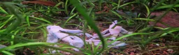 Plecos fish for sale: Snowwhite longfin bristlenose pleco breading pair - Advert 2