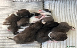 British Shorthair cats for sale: Gorgeous calico British shorthair babies🩷💙 - Image 1