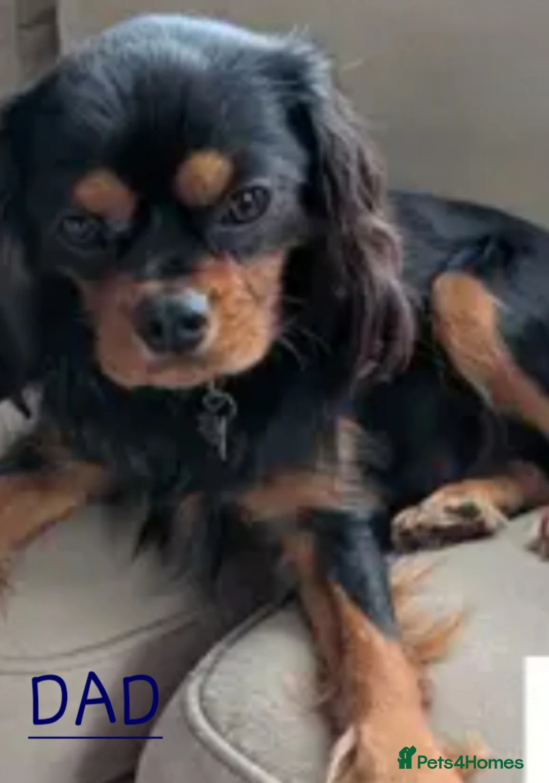 Cavalier King Charles Spaniel dogs for sale: Male cavalier king charles spaniel  - Advert 2