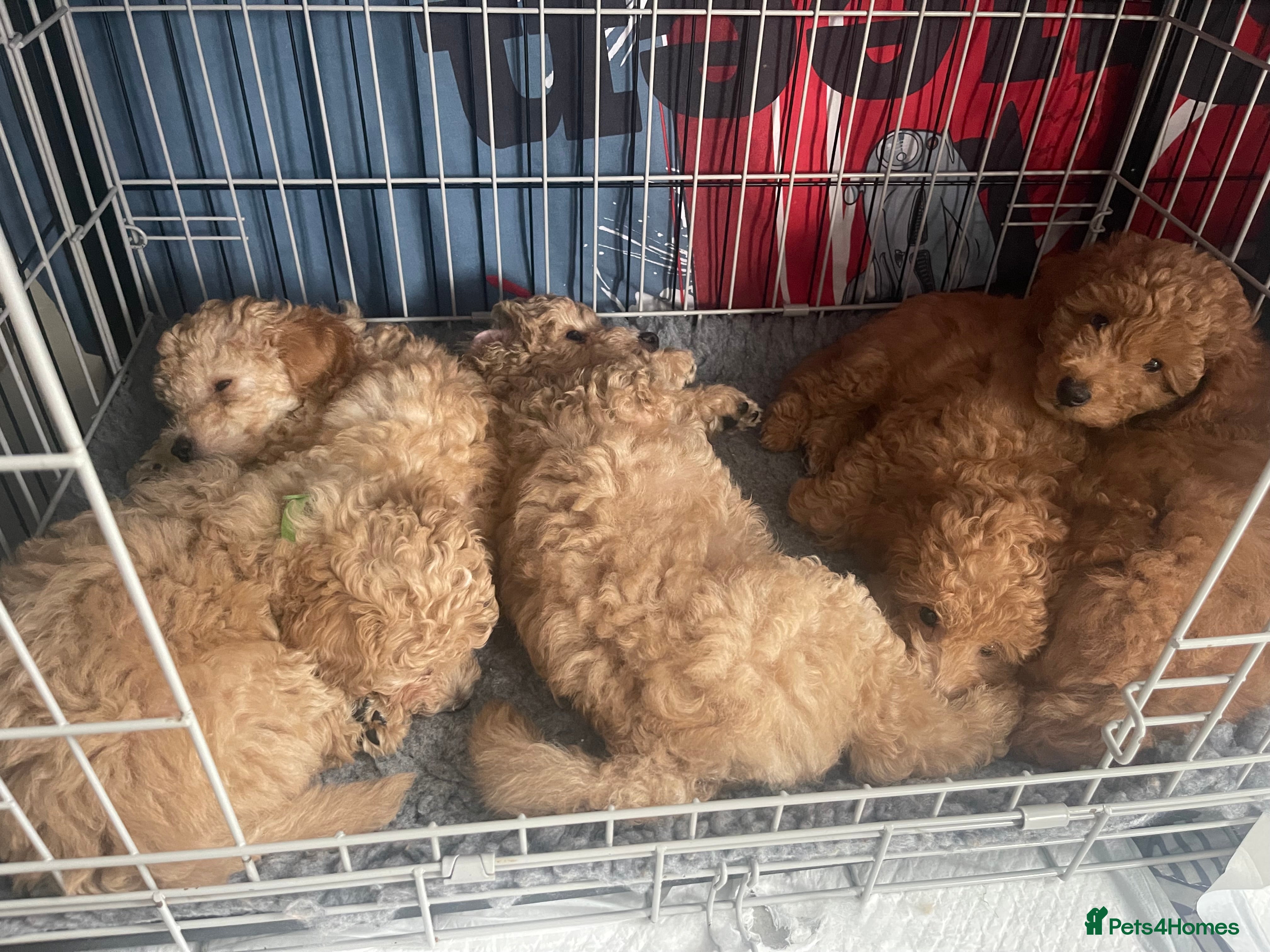 Miniature Poodle dogs Beautiful Miniature Poodle Puppies   - Advert 10