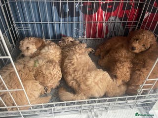 Miniature Poodle dogs Beautiful Miniature Poodle Puppies - Advert 10