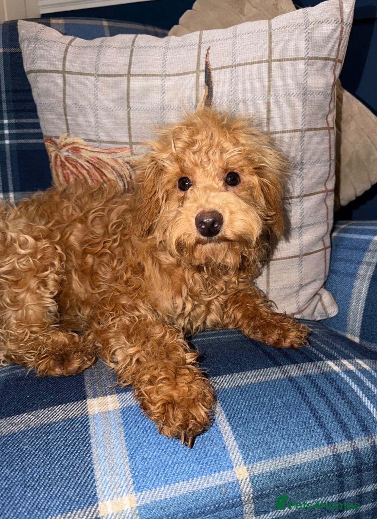 Shihpoo dogs for sale: 🩷Beautiful Shihpoo Puppies READY NOW 🧡 - Advert 1