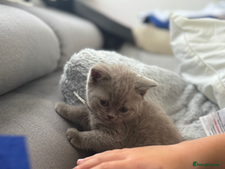 British Shorthair cats - Advert 6