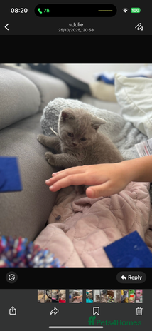 British Shorthair cats - Advert 1