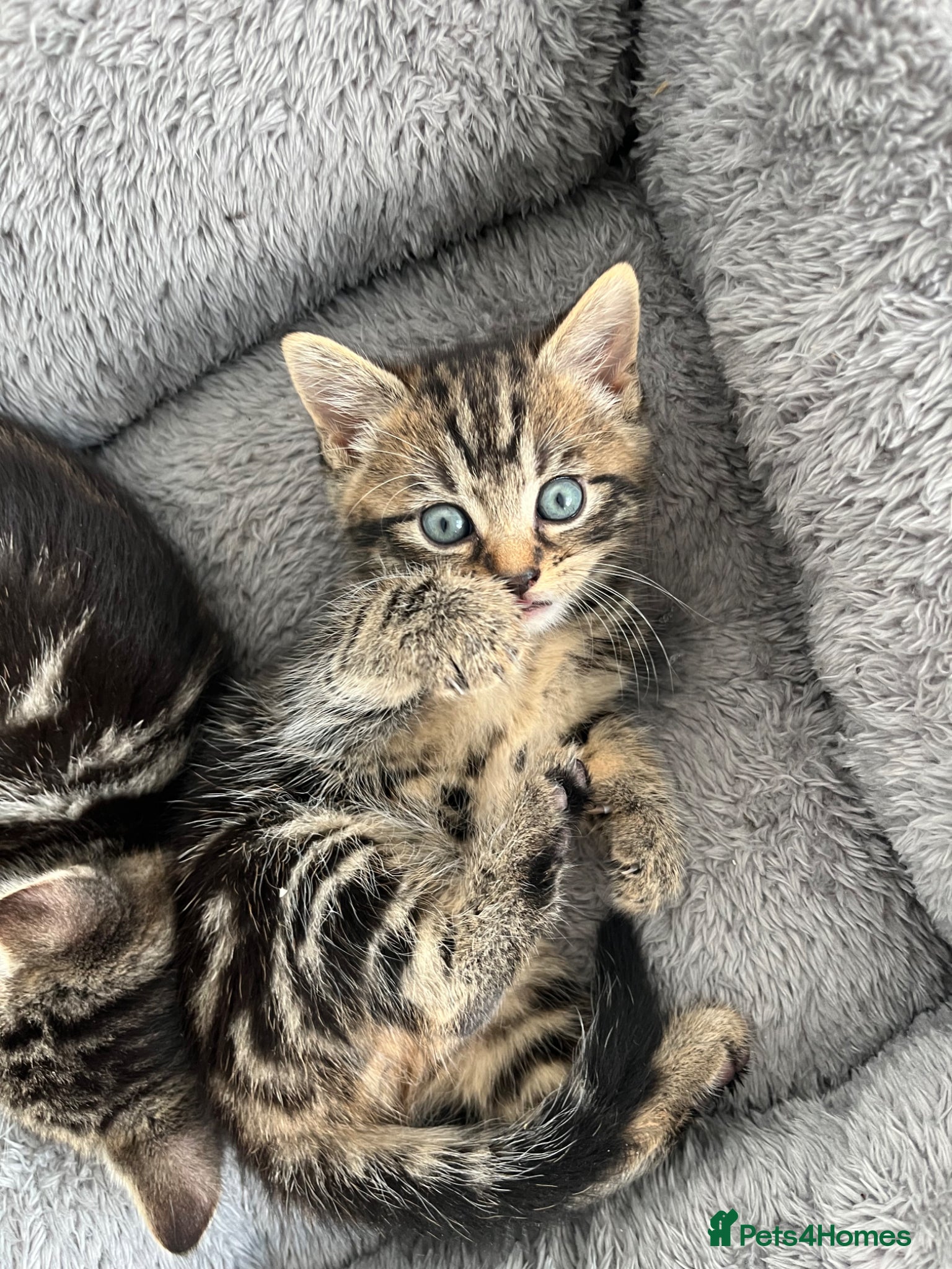 Mixed Breed cats Beautiful Tabbie Kittens 😻 - Advert 6
