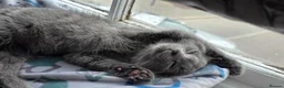 Mixed Breed cats for sale: Gray tabby kitten in North Walsham - Advert 10