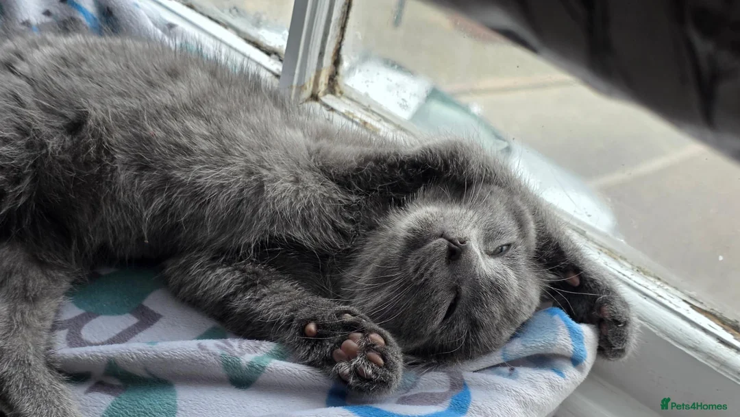 Mixed Breed cats for sale: Gray tabby kitten in North Walsham - Advert 10