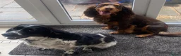 Cocker Spaniel dogs for sale: Working Cocker Spaniel  in Nottingham - Advert 2