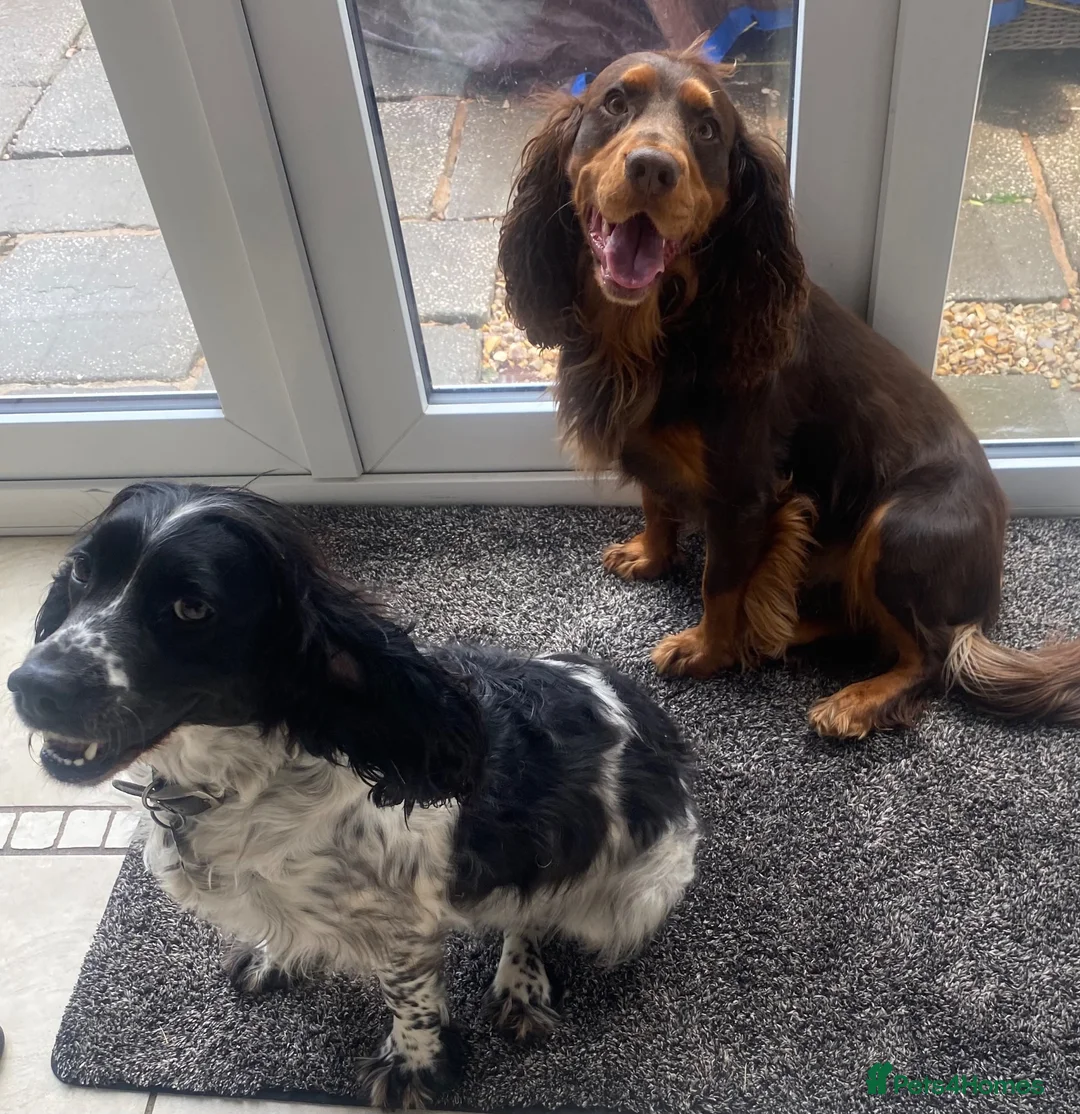 Cocker Spaniel dogs for sale: Working Cocker Spaniel  in Nottingham - Advert 2