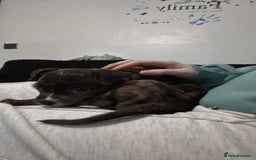 Mixed Breed dogs for sale: Roxie 9weeks old staffy x bandog  - Advert 6