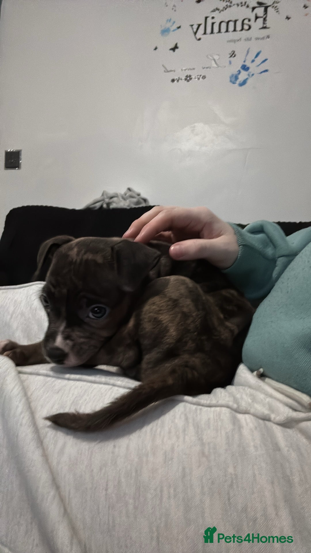 Mixed Breed dogs for sale: Roxie 9weeks old staffy x bandog  - Advert 6