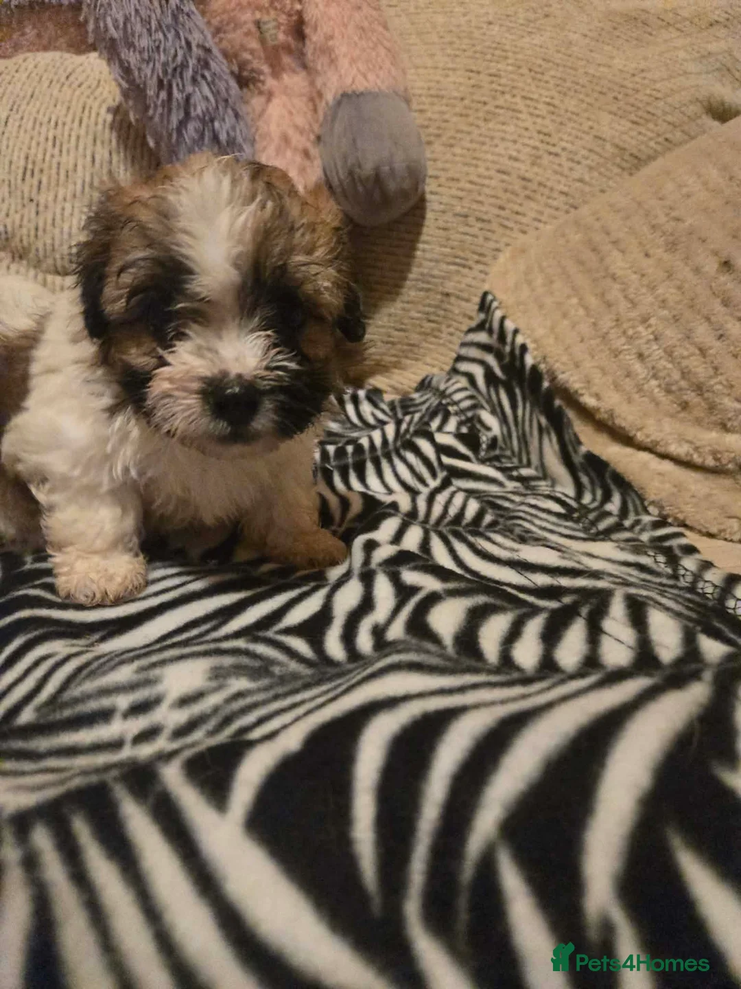 Mixed Breed dogs for sale: Cavachon x jug pups for sale ready now  - Advert 8