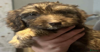 Cockapoo dogs - Advert 12