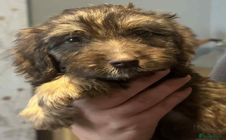 Cockapoo dogs - Advert 5