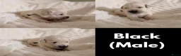 Golden Retriever dogs for sale: GOLDEN RETRIEVER PUPPIES - Advert 4