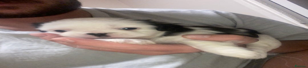 Female Puppy 1