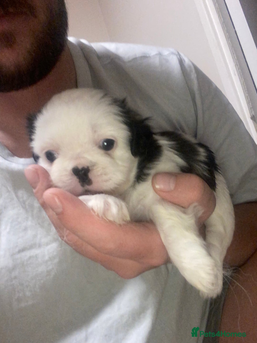 Mixed Breed dogs for sale: Female Border Terrier X ShitZu  - Image 9