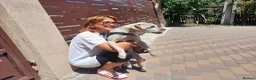 Cockapoo dogs for adoption: 🐾CRIS - Betrayed by the Person He Trusted… in Nottingham - Advert 10