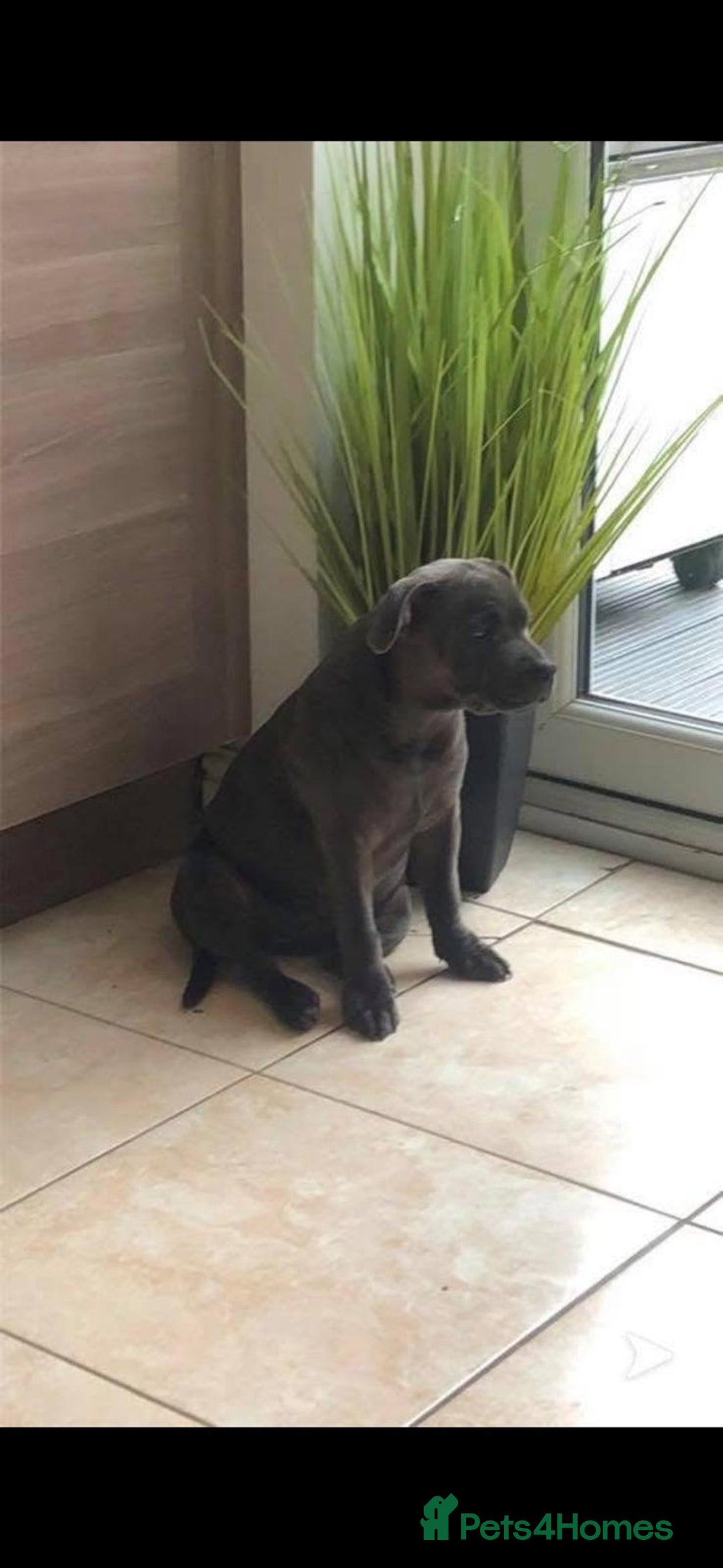 Staffordshire Bull Terrier dogs for sale: Stunning short stocky staffys  - Advert 7