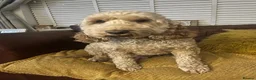Cockapoo dogs for sale: Cockerpoo male 4 year old available  in Newport - Advert 6