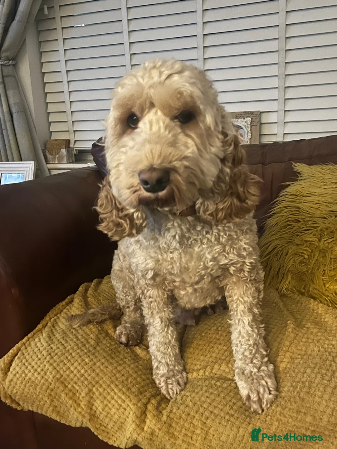 Cockapoo dogs for sale: Cockerpoo male 4 year old available  in Newport - Advert 6