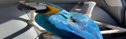 Macaws birds for sale: Very tame blue and gold macaw  in Tamworth - Advert 3
