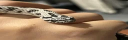 Snake reptiles for sale: Super arctic hognose - Advert 3