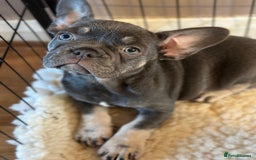 French Bulldog dogs for sale: Adorable pink and fluffy french bulldogs puppies  - Image 26
