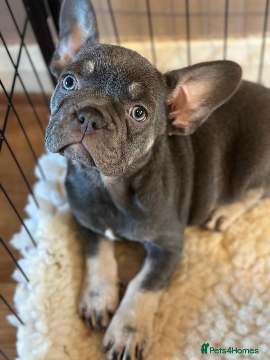 French Bulldog dogs for sale: Adorable pink and fluffy french bulldogs puppies  - Image 26