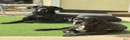 Great Dane dogs for sale: Black Female Great Dane 5yrs Old in Windsor - Advert 8