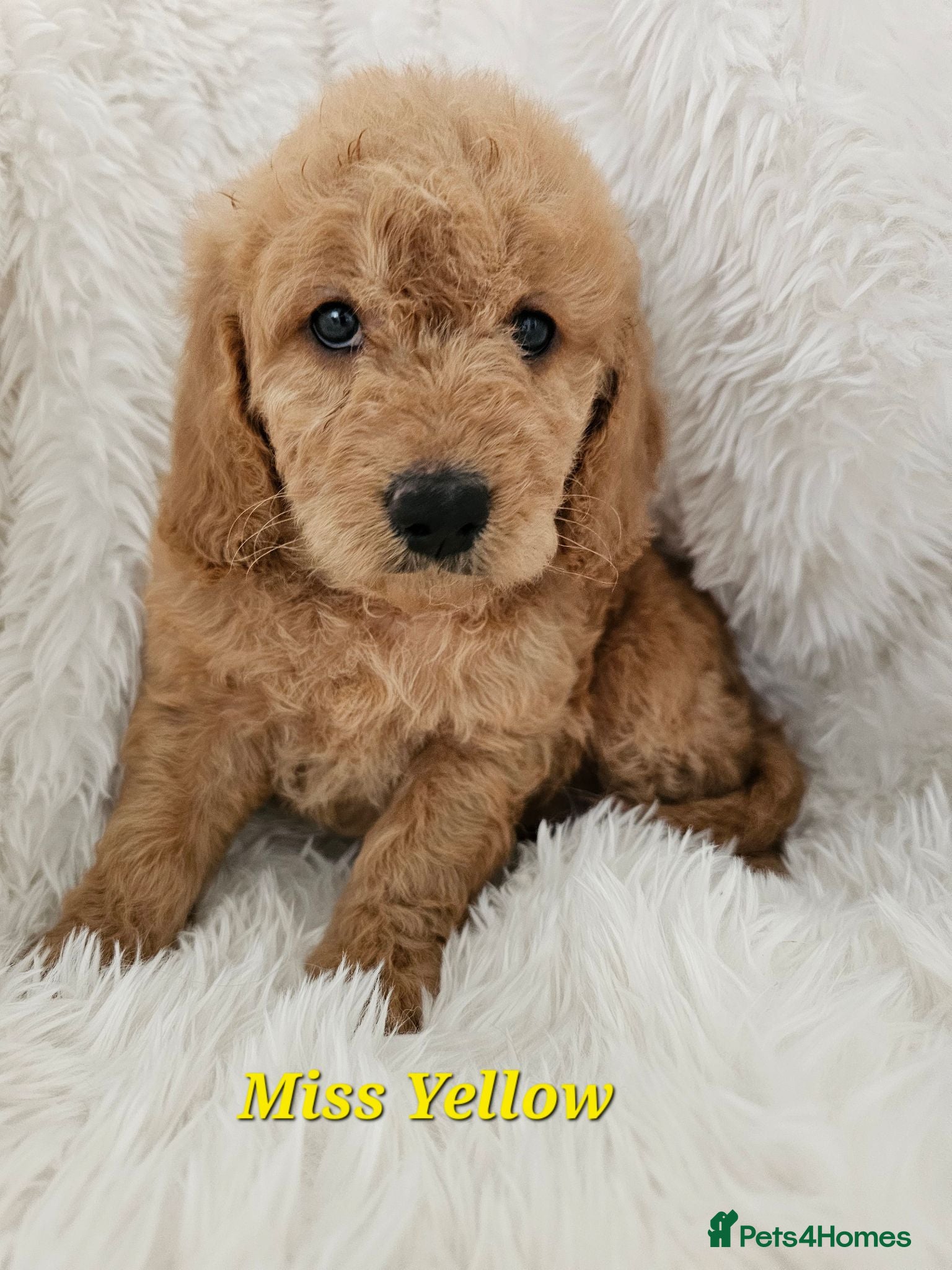 Mini Goldendoodle dogs Goldendoodle F1b  - Advert 1